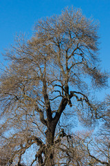 Big tree leafless in winter, with crows and blue sky