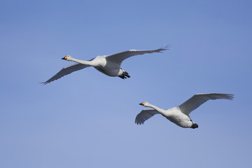 Whooper swans (Cygnus cygnus)