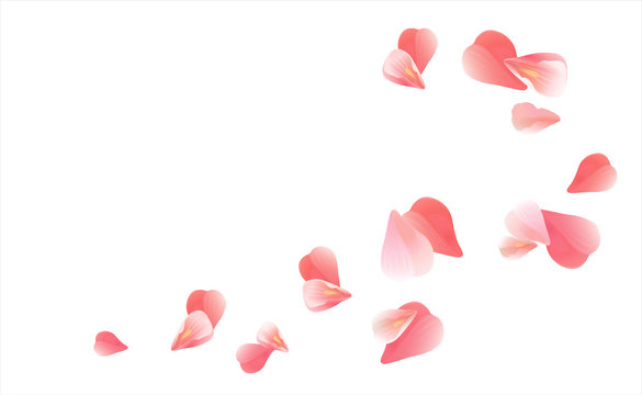 Pink Red flying petals isolated on white. Sakura Roses petals. Vector 
