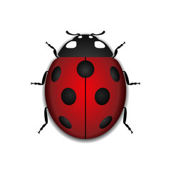 Ladybug small icon. Red lady bug sign, isolated on white background. 3d volume design. Cute colorful ladybird. Insect cartoon beetle. Symbol of nature, spring, summer. Vector illustration