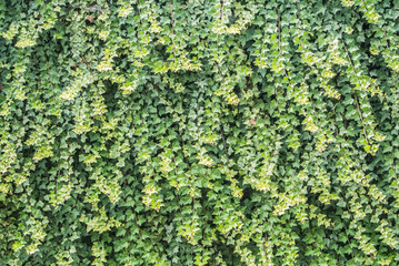 Green ivy wall surface as a background.
