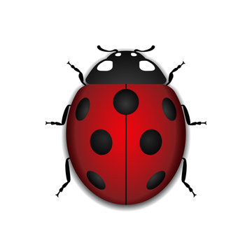 Ladybug small icon. Red lady bug sign, isolated on white background. 3d volume design. Cute colorful ladybird. Insect cartoon beetle. Symbol of nature, spring, summer. Vector illustration