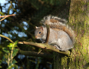 Grey Squiirel in tree basking in bright sun.