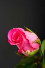 Delicate beautiful rose on a plain background