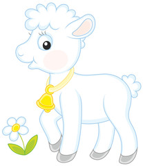 Small white lamb
