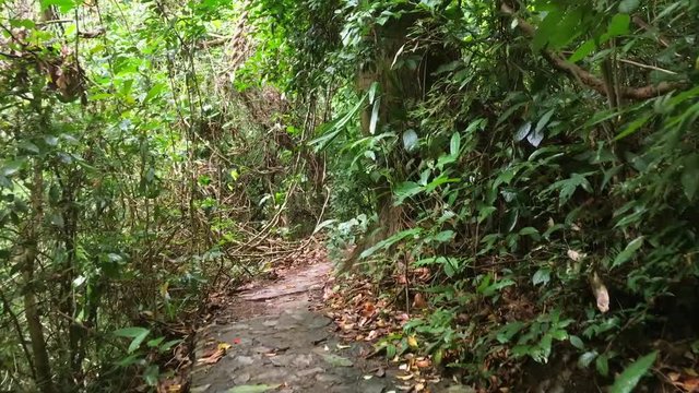 Walking on a Path in the Tropical Jungle Forest. Personal perspective point of view. HD slowmotion. Thailand.
