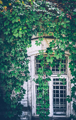 Старое винтажное окно заросшее диким виноградом