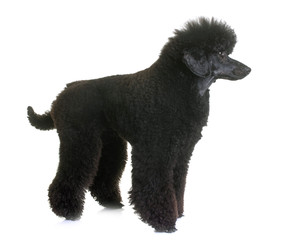 black dwarf poodle