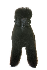 black dwarf poodle