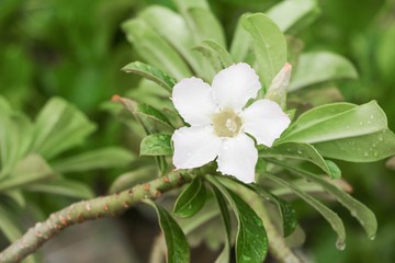 Fototapeta premium desert rose white or Impala Lily and water drop on flower tree, beautiful adenium in the garden : Select focus with shallow depth of field.