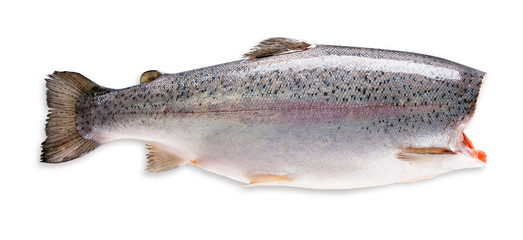 trout