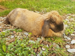 Femelle Lapin Bélier couchée sur le sol dans le jardin