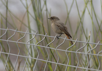 black redstart (Phoenicurus ochruros) female