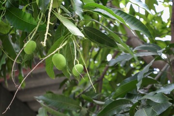 Mango bunch Select focus with shallow depth of field with copy space