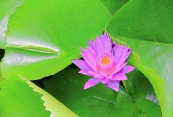 lotus flower  lilly purple on water beautiful, selective focus and soft background © pramot48