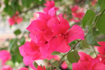 Bougainvillea flower purple, glabra Choisy beautiful natural in garden