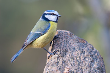 Blaumeise erklettert einen Felsen vor schönem Hintergrund