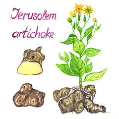 Jerusalem artichoke bush with flowers, leaves, Jerusalem artichokes and cut slice, isolated hand painted watercolor illustration