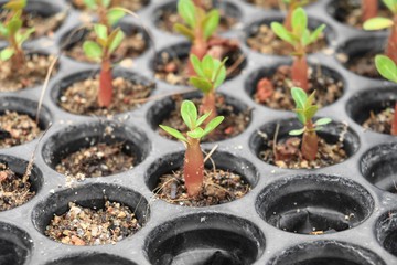 Seedlings adenium in pots Spring  sprouting : Select focus with shallow depth of field.