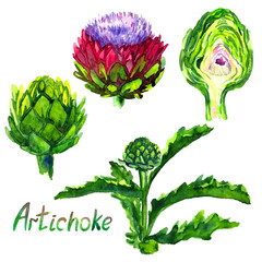Artichoke plant blooming, green-red flower and cut slice, isolated hand painted watercolor illustration