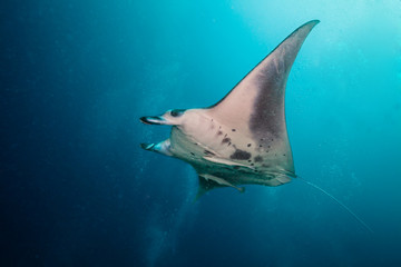Beautiful big manta ray in deep blue ocean