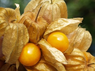 Physalis