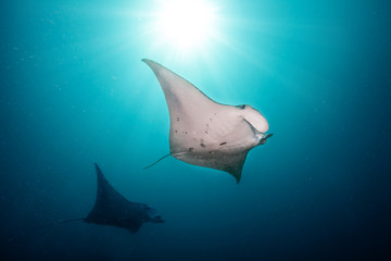 Beautiful big manta rays in deep blue ocean