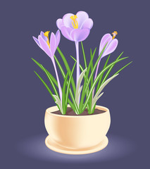 Spring flower in a flowerpot. Violet-blue crocus.