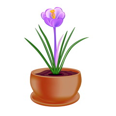 Spring flower in a flowerpot on white background.