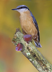 Eurasian Nuthatch (Sitta europaea) in the autumn