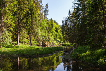 View of river Gauja green bank with reflection in the water. Gauja National park, Latvia.