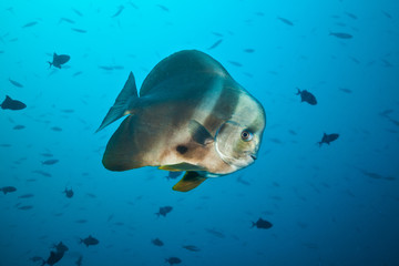 Fototapeta premium Big flat fish floating in deep blue ocean