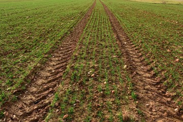 Field at sunset