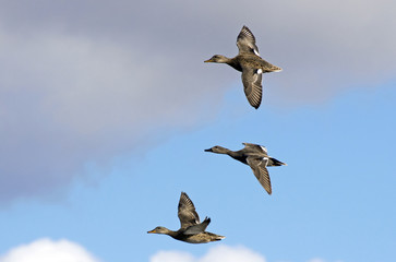 Flock of gadwall in Flight