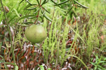 pomegranate  on the tree :Select focus with shallow depth of field.