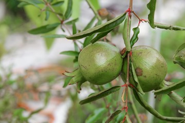 Obraz premium pomegranate on the tree :Select focus with shallow depth of field.