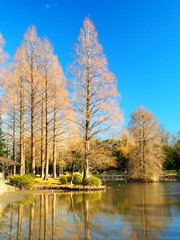 冬の公園風景