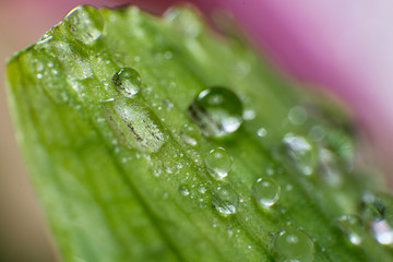 spring summer green leafs waterdrops macro picture useful for background