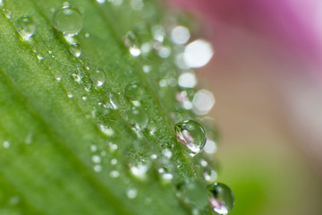 spring summer green leafs waterdrops macro picture useful for background