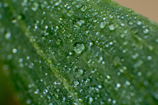 spring summer green leafs waterdrops macro picture useful for background