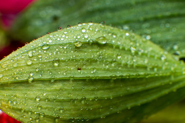 spring summer green leafs waterdrops macro picture useful for background