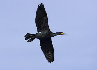 Great cormorant in flight
