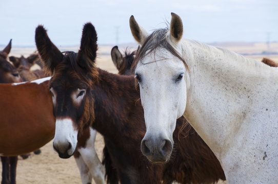 Burros zamoranos con mula blanca