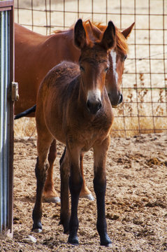 Peque&ntilde;o potrillo mulo