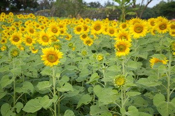 yellow sunflower in nature garden