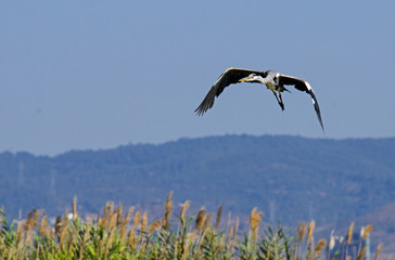 Fototapeta na wymiar Great heron in flight