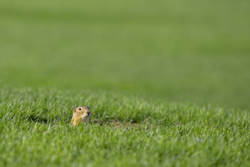 Curious gopher looks out