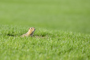 Curious gopher looks out