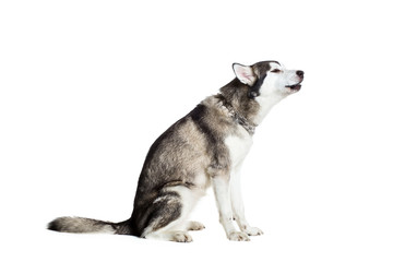 Alaskan Malamute sitting sideways, isolated on white