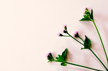 dry flower with white background